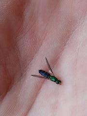 Merosargus caeruleifrons