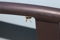 Polistes dominula