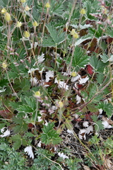 Potentilla × prostrata