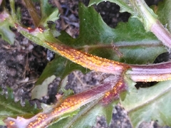 Puccinia lagenophorae