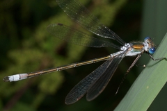 Lestes sponsa