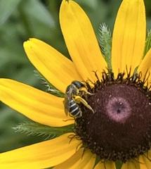 Halictus ligatus