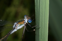 Lestes sponsa
