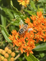 Apis mellifera