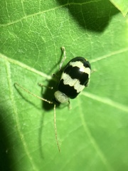 Monolepta cavipennis