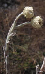 Helichrysum betsiliense