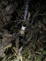 Argiope vietnamensis