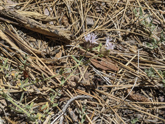 Monardella australis