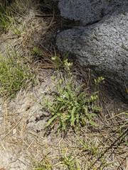 Horkelia clevelandii