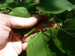Phytoptus tetratrichus