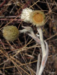 Helichrysum betsiliense