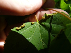 Phytoptus tetratrichus