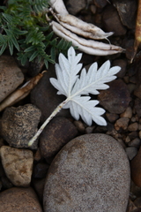 Potentilla × prostrata