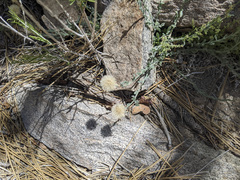 Erigeron breweri jacinteus