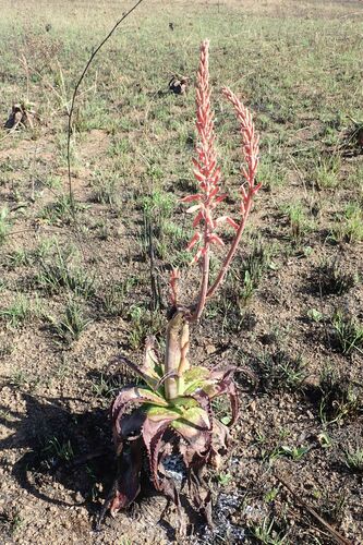 Image of Aloe barbertoniae by no rights reserved