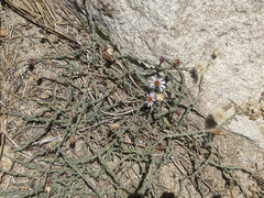 Erigeron breweri jacinteus