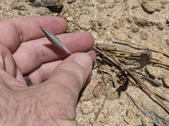 Calochortus invenustus