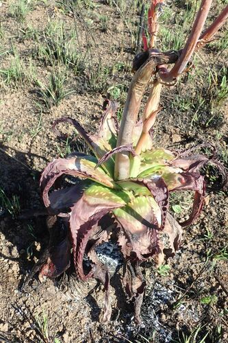 Image of Aloe barbertoniae by no rights reserved