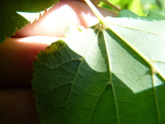 Phytoptus tetratrichus