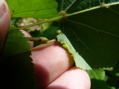 Phytoptus tetratrichus