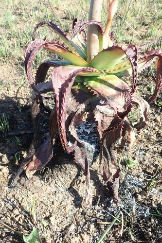 Image of Aloe barbertoniae by no rights reserved