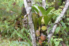 Bulbophyllum hamelinii image