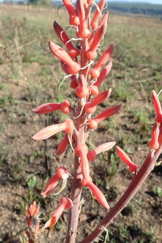 Image of Aloe barbertoniae by no rights reserved