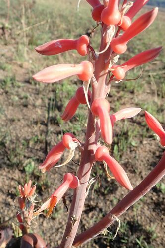 Image of Aloe barbertoniae by no rights reserved