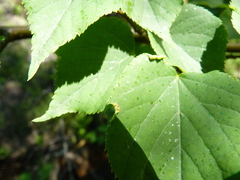 Phytoptus tetratrichus