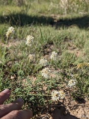 Dalea candida oligophylla