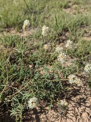 Dalea candida oligophylla