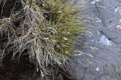 Poa glauca