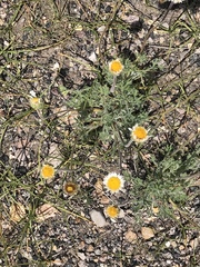 Erigeron compositus