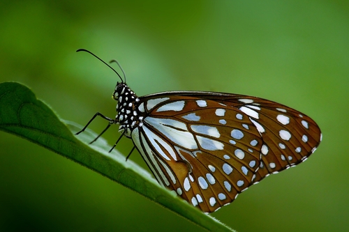 Blue Tiger