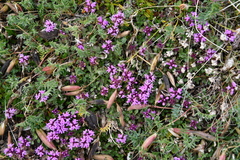 Thymus reverdattoanus