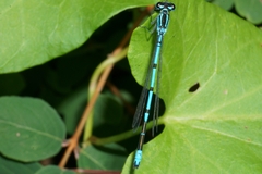 Coenagrion puella