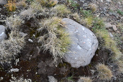 Poa glauca
