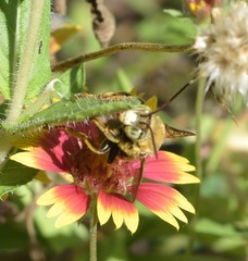 Svastra obliqua obliqua