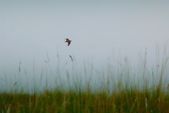 Coturnix coromandelica