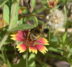 Svastra obliqua obliqua