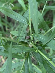 Leiobunum aldrichi