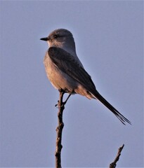 Muscipipra vetula