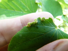 Phytoptus tetratrichus