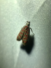 Dichomeris sandycitis