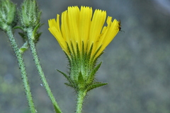 Hieracium amplexicaule