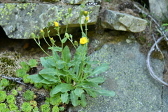 Hieracium amplexicaule