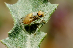 Tephritinae