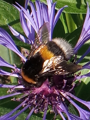 Bombus