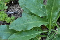 Hieracium amplexicaule