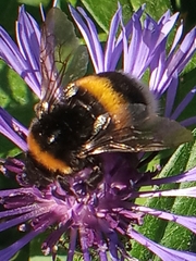 Bombus